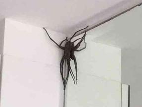 'Invasão' de aranhas gigantes assusta moradores em bairro nobre de Belo Horizonte