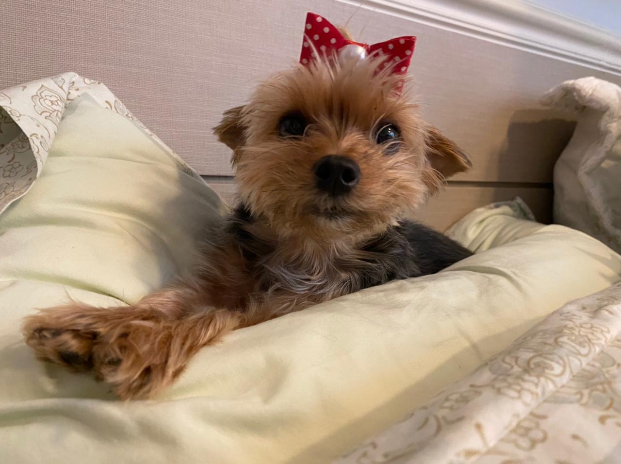 Foto de um cachorro com um lacinho vermelho na cabeça deitado em um travesseiro