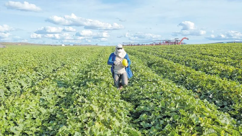 Exportação de frutas no Ceará chegou a121,8 mil toneladas em 2020.