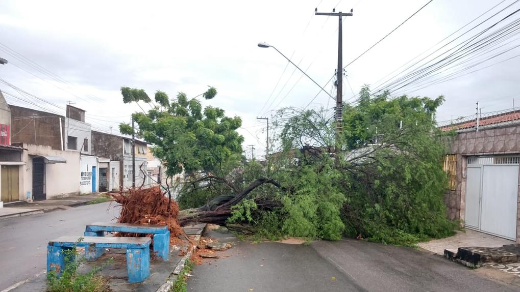 árvore caiu no Conjunto Ceará