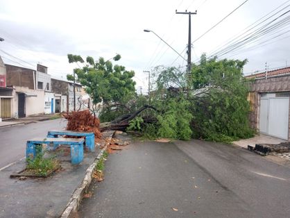 árvore caiu no Conjunto Ceará