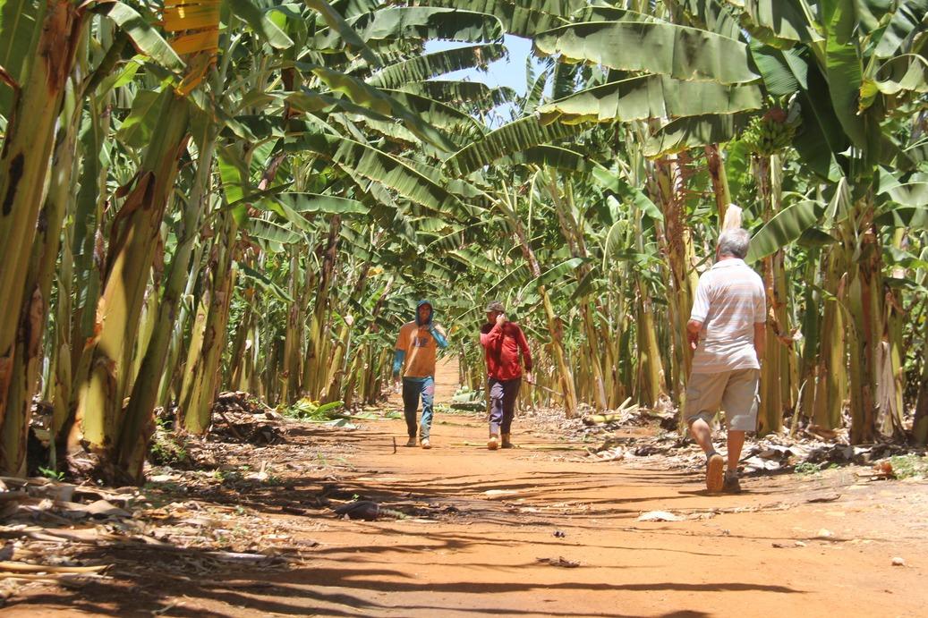 Plantação de Banana