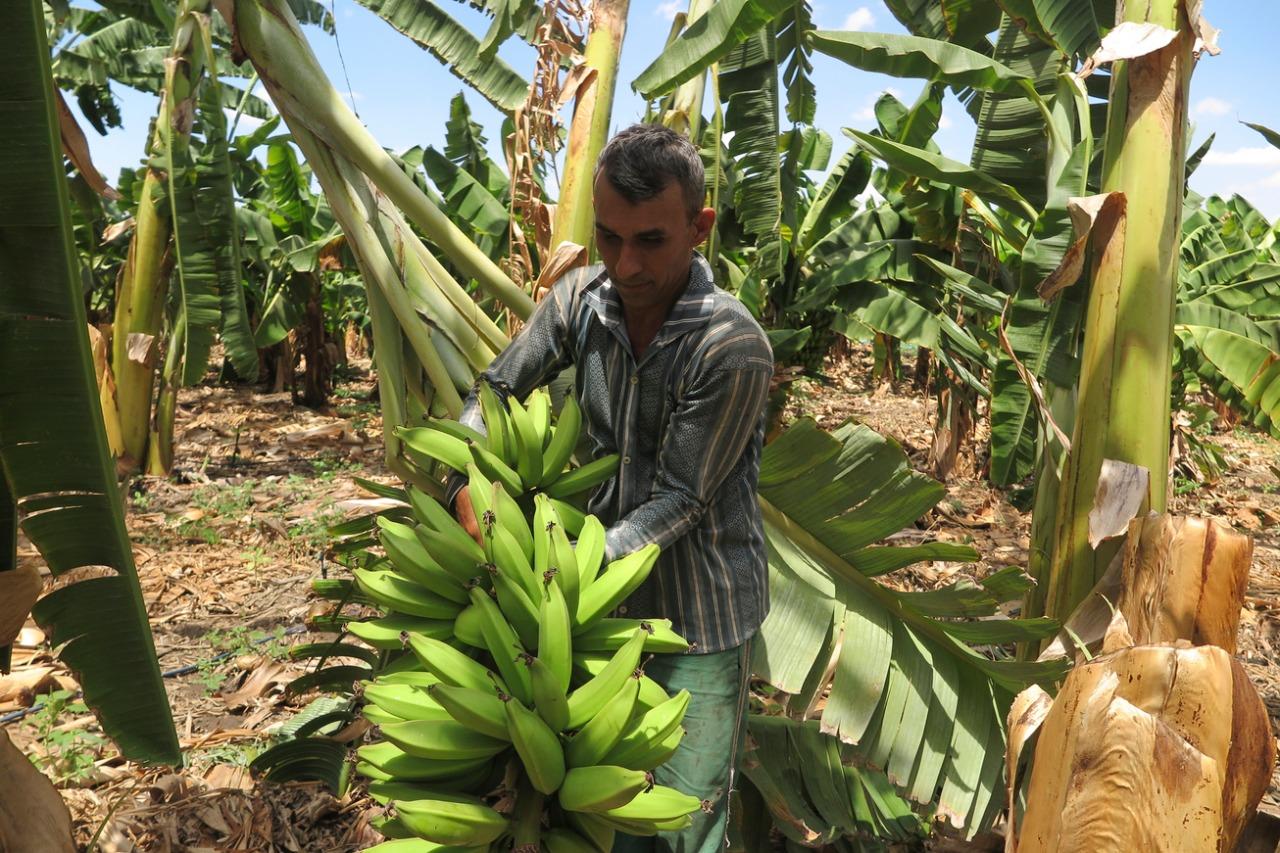 Plantação de banana em Iguatu
