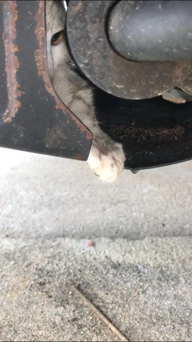 O animal ficou preso entre as ferragens