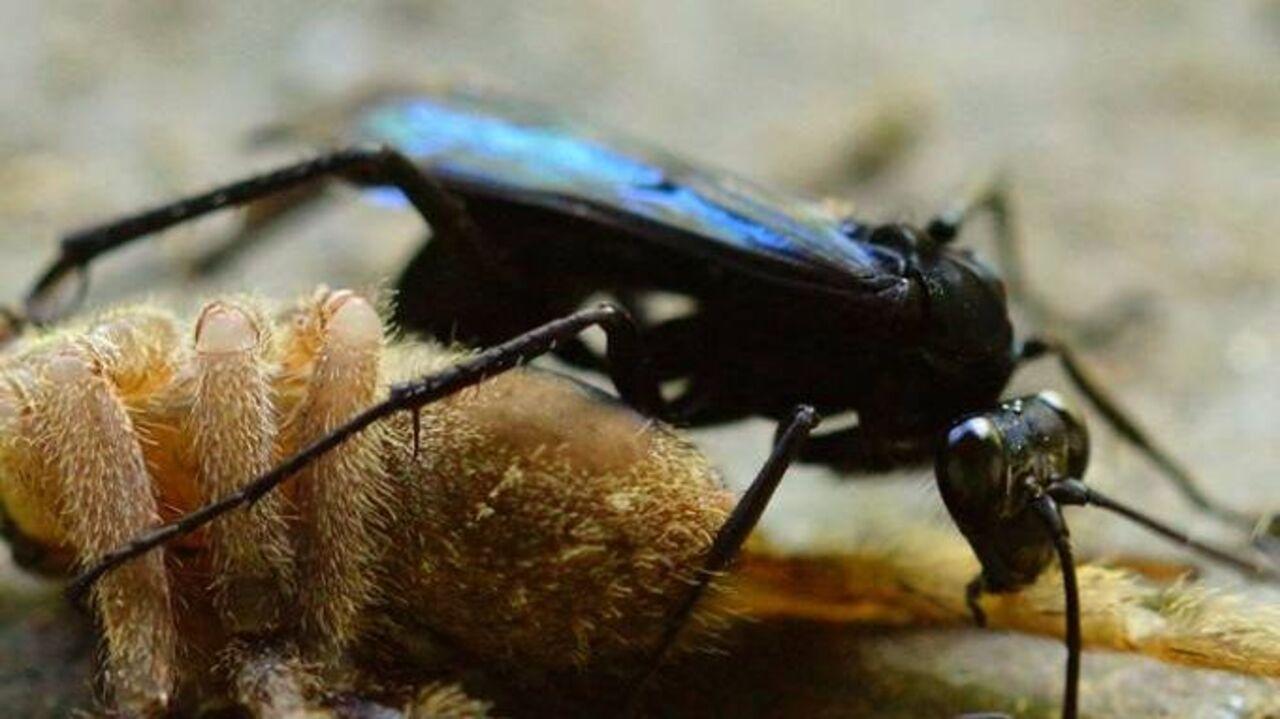 Insetologia - Identificação de insetos: Marimbondo Cavalo e Aranha de Grama  no Rio Grande do Sul