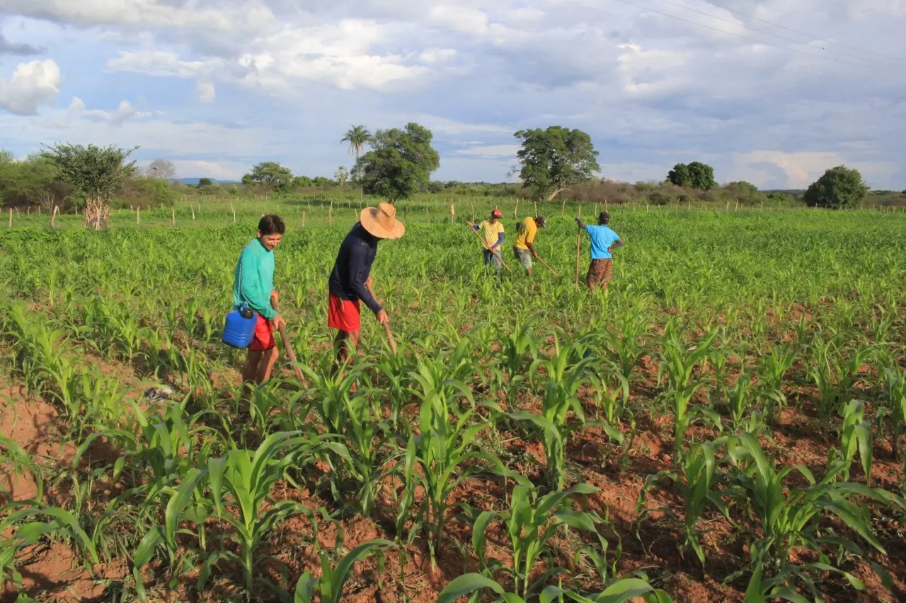 Plantação de milho na zona rural de Iguatu