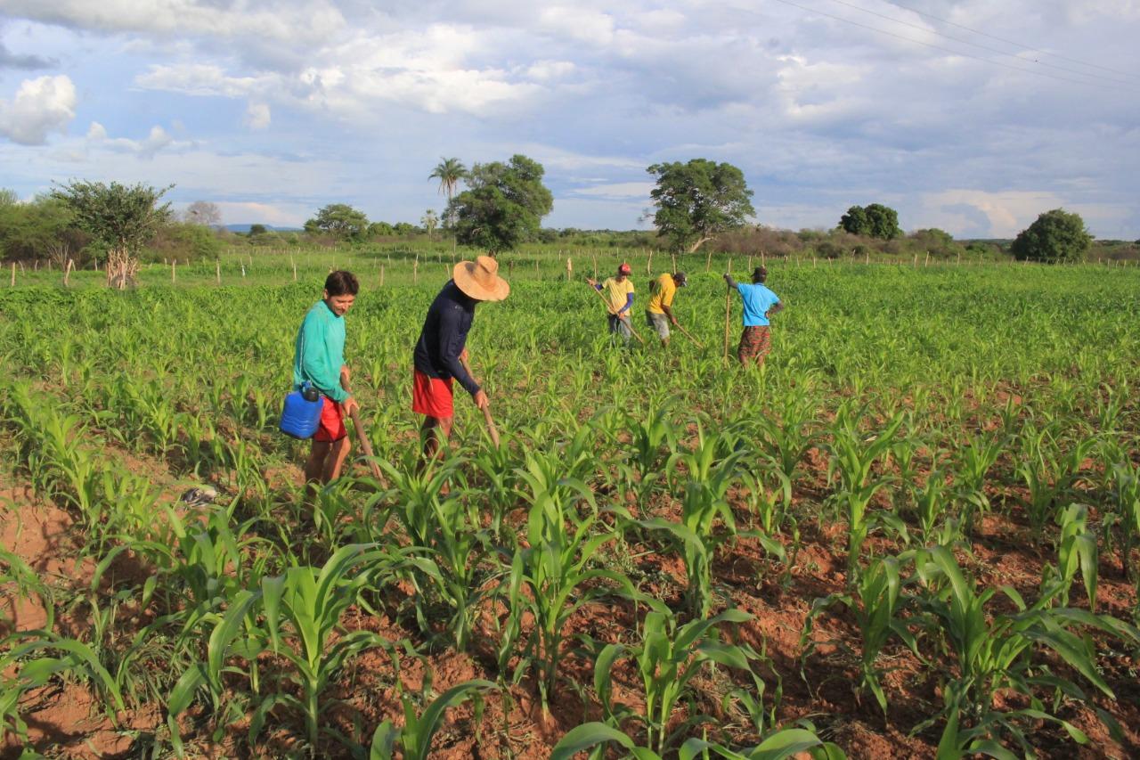 Plantação de milho na zona rural de Iguatu