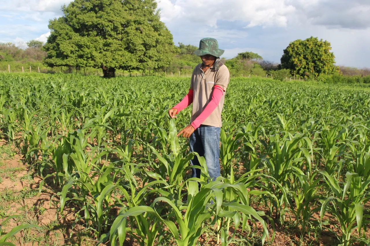 Plantação de milho na zona rural de Iguatu