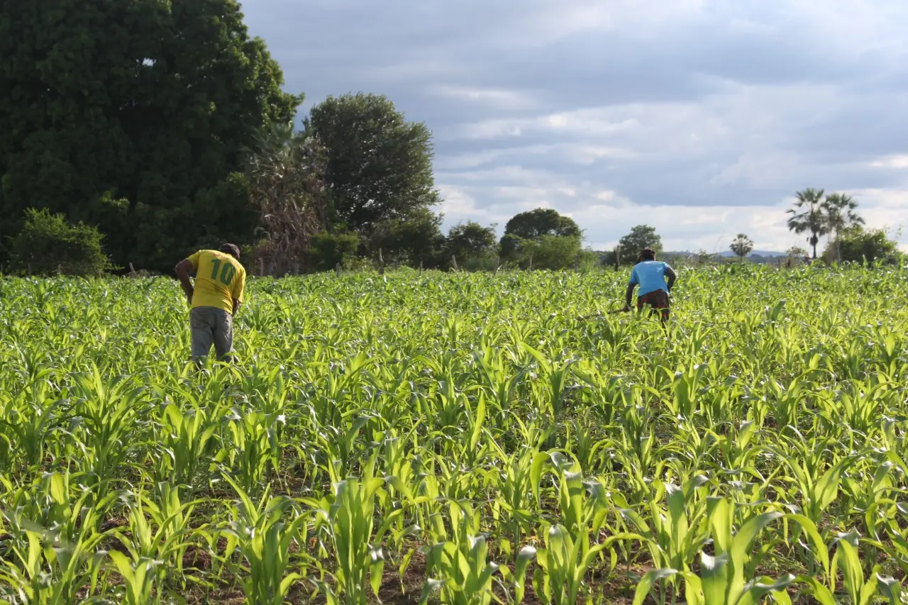 Plantação de milho na zona rural de Iguatu