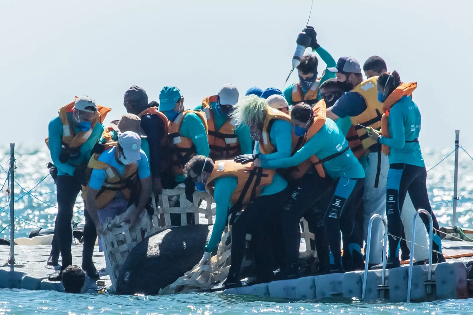 Peixe-boi sendo cuidado por equipe de resgate da ONG Aquasis no Ceará