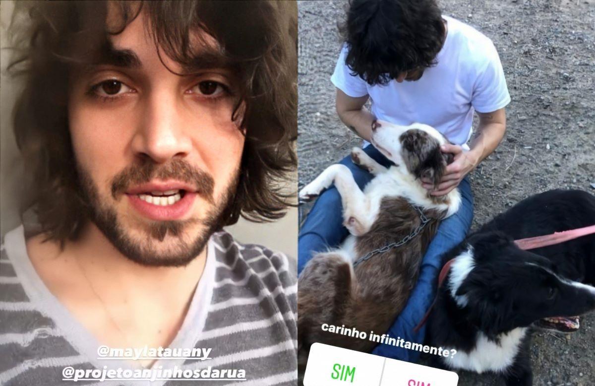 montagem com foto de fiuk e seus dois cachorros