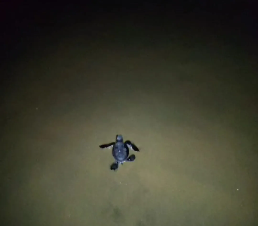 Tartarugas nasceram na madrugada desta quinta-feira