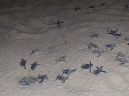 Tartarugas marinhas em Paracuru