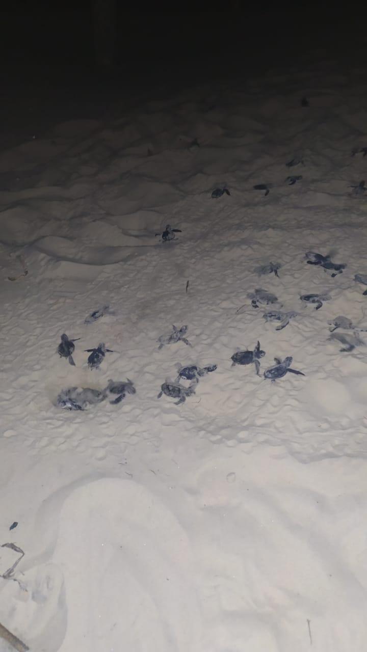 Tartarugas marinhas em Paracuru