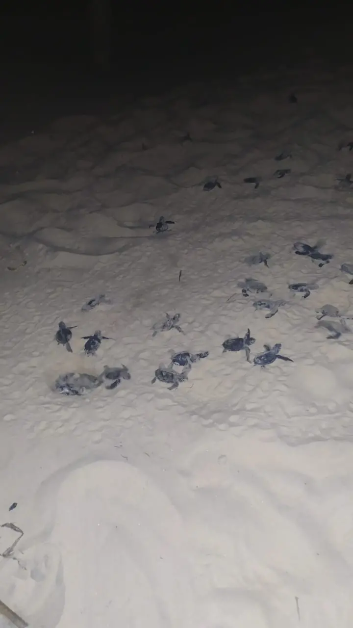 Tartarugas marinhas em Paracuru