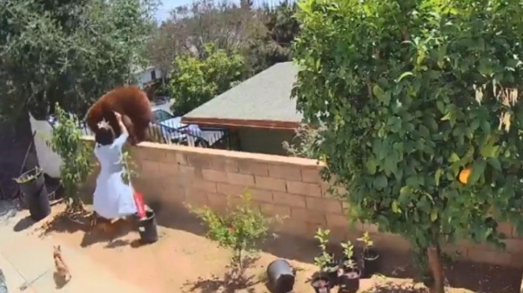 momento em que um adolescente de 17 anos empurra uma ursa que apareceu no quintal da sua casa