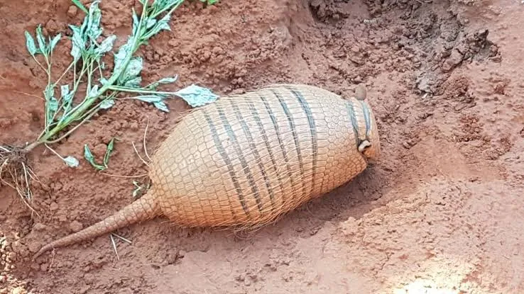 Tatu-peba é caçado para uso como 
