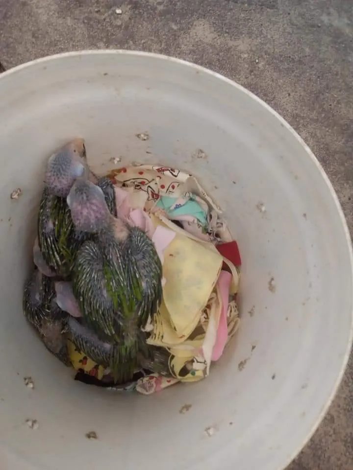 Animais silvestres mantidos em cativeiro têm seu desenvolvimento normal comprometido.