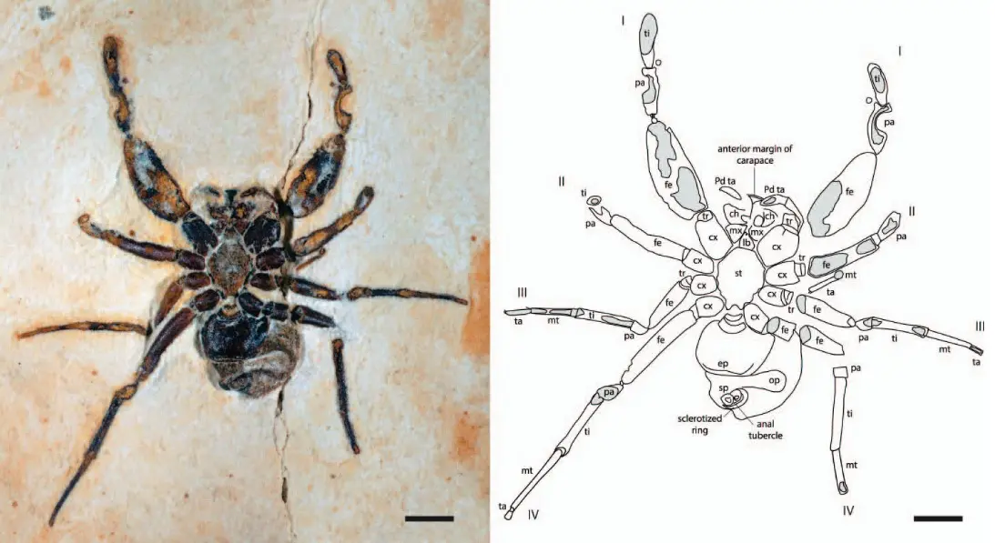 Segundo pesquisadores, o fóssil teria sido extraído na Formação Crato, em Nova Olinda, Interior do Ceará.