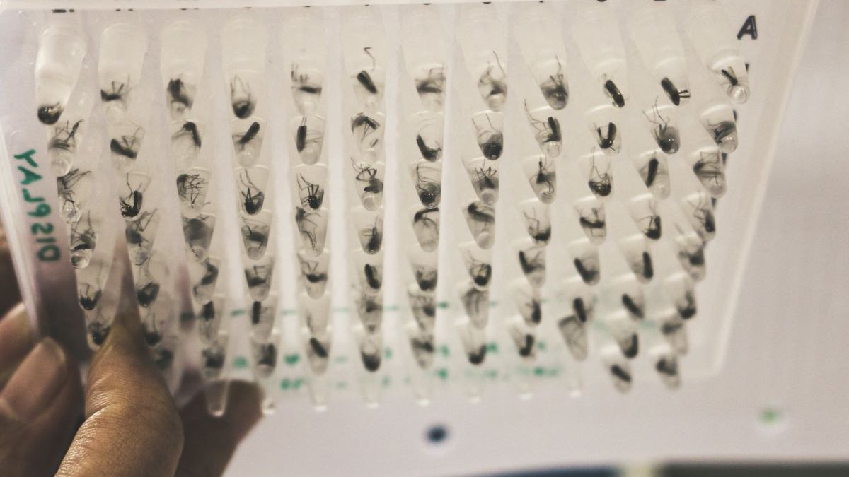 Mosquitos parte de estudo contra a dengue na indonésia