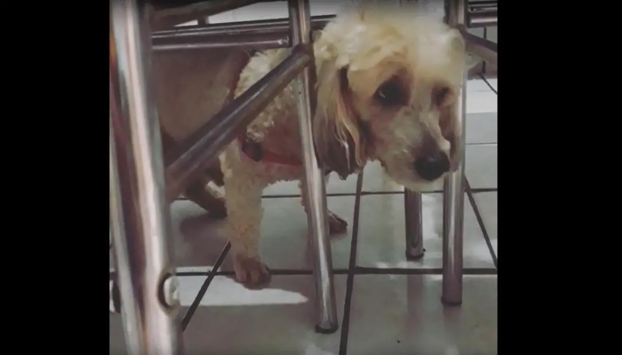 Cachorro triste embaixo de uma mesa