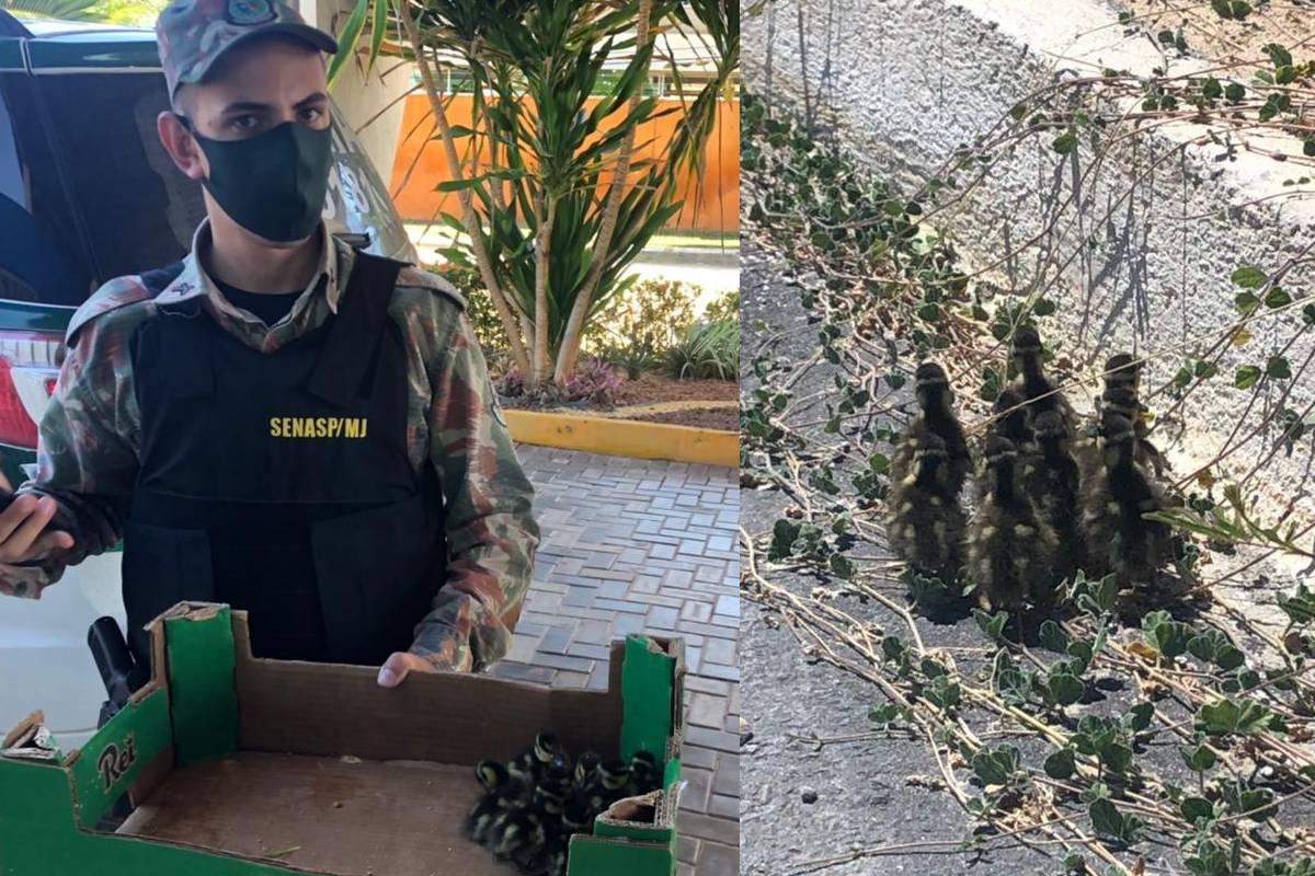 Uma ninhada de nove patinhos da espécie marreca viuvinha foi encontrada por um morador na beira da CE-025, no Porto das Dunas, em Aquiraz