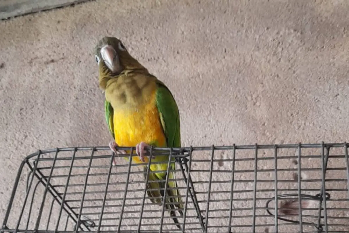 Apreensão de animais silvestres