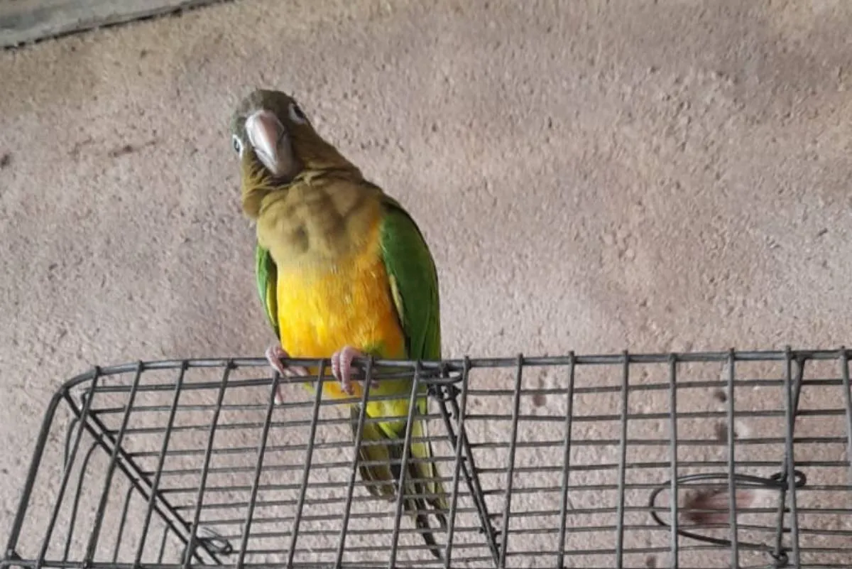 De acordo com a SSPDS, em 2020, a Polícia Militar, através do BPMA, registrou 1.008 ocorrências referentes a crimes ambientais contra a fauna no Ceará