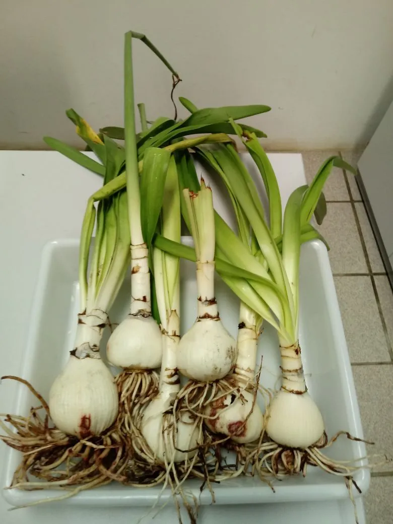 Bulbos de açucena