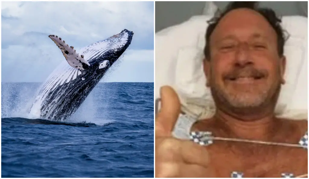 Montagem com baleia jubarte e homem engolido nos EUA