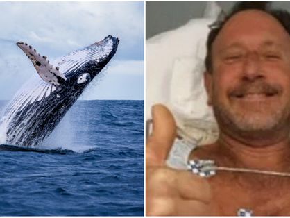 Montagem com baleia jubarte e homem engolido nos EUA
