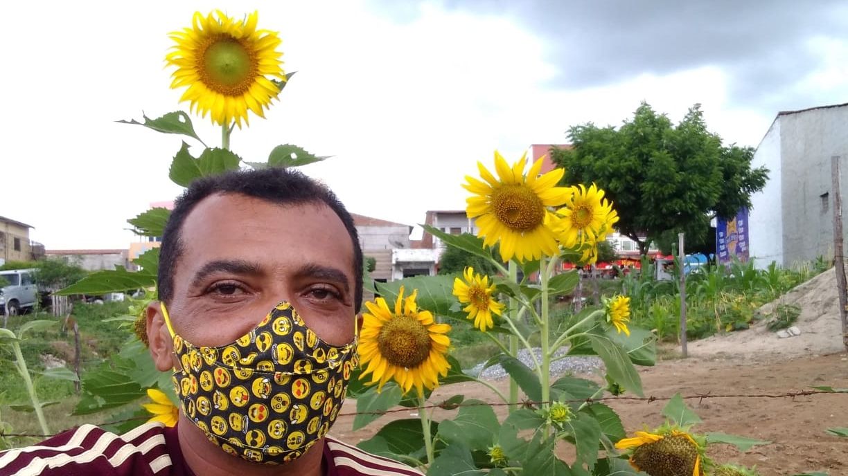 Homem planta 500 pés de girassóis para homenagear namorada no Ceará: 'É a  mulher da minha vida' - Região - Diário do Nordeste