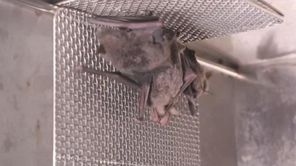 Morcegos vivos no Instituto de Virologia de Wuhan, China