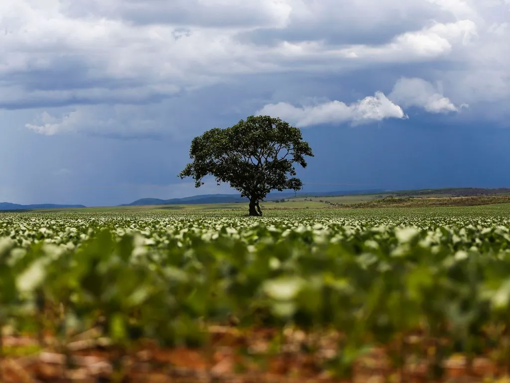 Produção de soja, em valores, cresceu 32% em 2020, segundo especialista.