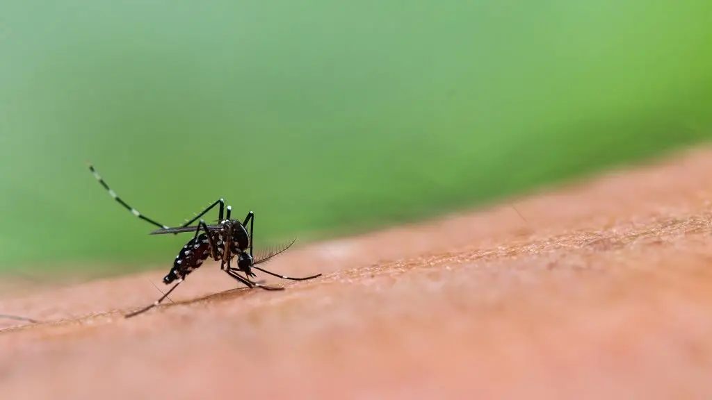 dengue