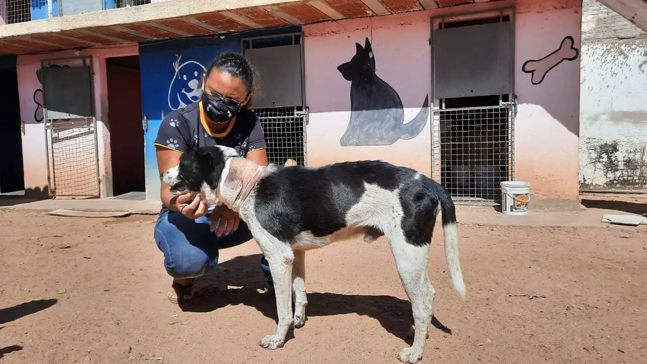 Cachorro ferido acompanhado por responsável por abrigo