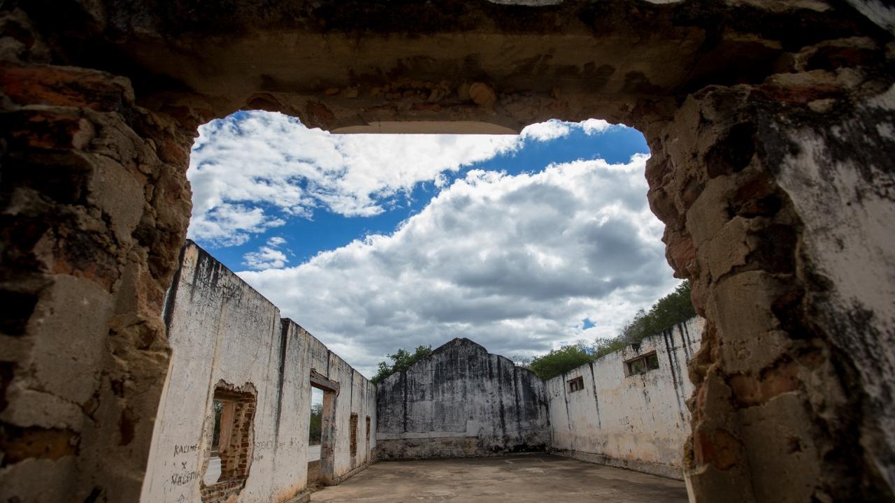 Ataque de abelhas italianas fere homem e mata cavalo e galinhas em Juazeiro  do Norte - Região - Diário do Nordeste