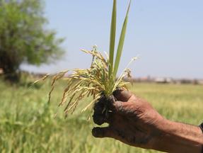 Colheita do cultivo de arroz