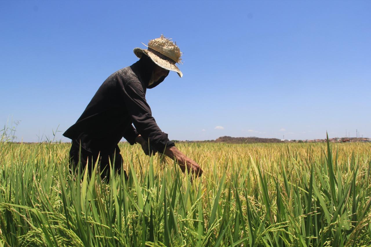 Plantio de arroz na localidade Riacho da Areia, em Iguatu, nas várzeas do açude Orós