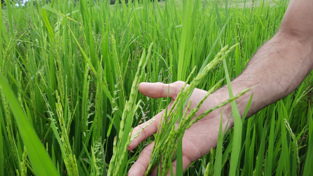 Os produtores rurais estão empolgados por causa das boas chuvas que banharam as áreas de produção e o preço do produto, que subiu 50% em relação à safra anterior