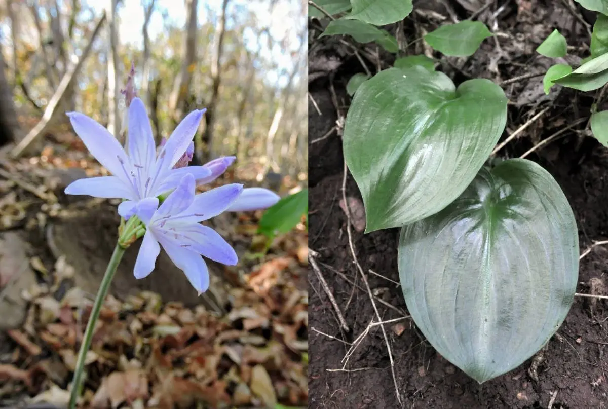 Cearanthes fuscoviolacea / cebola-brava