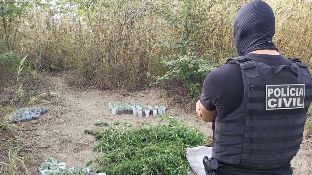 Polícia Civil prendeu em flagrante um homem suspeito de plantar e vender maconha em um sítio, em Caririaçu