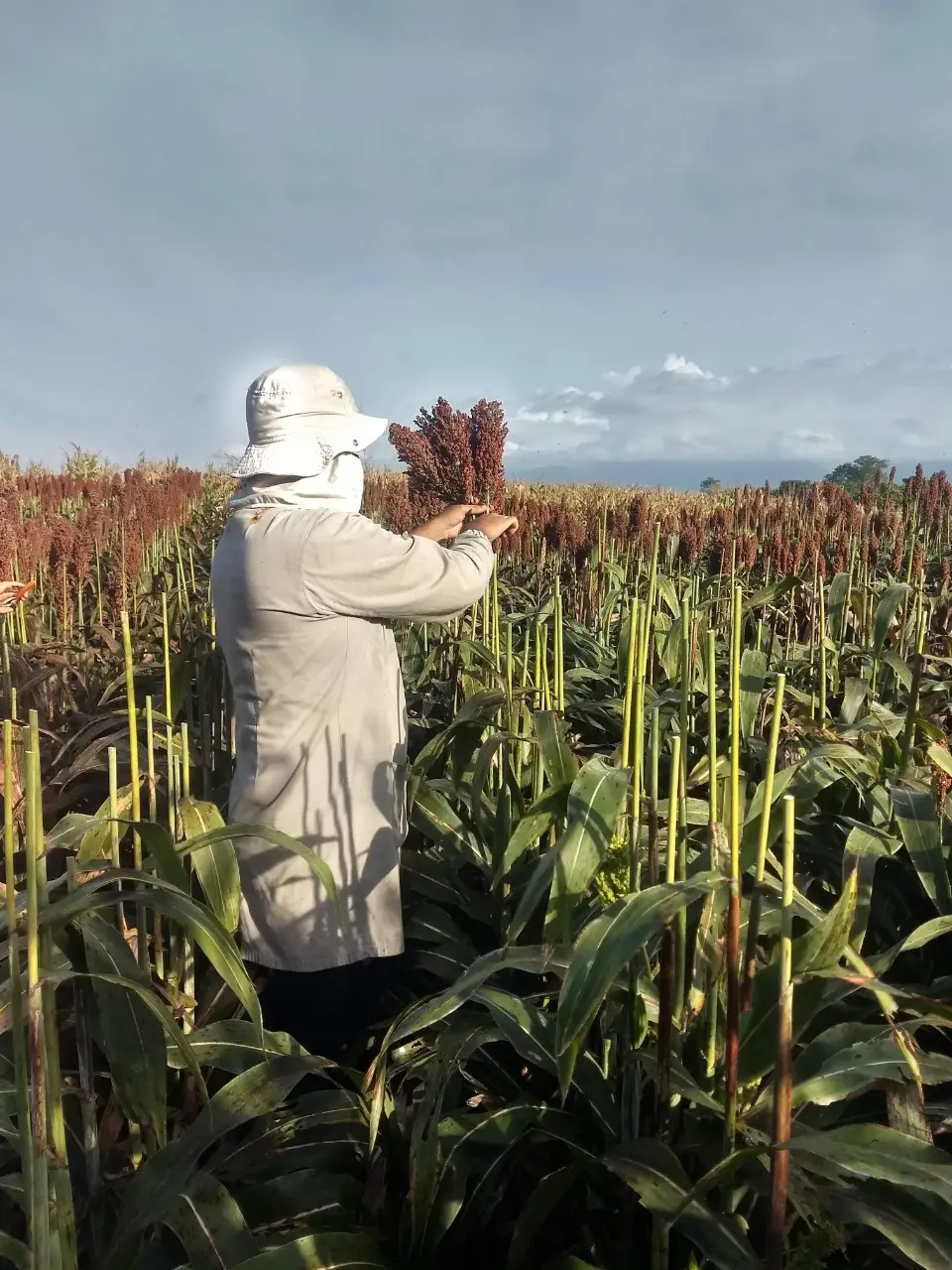 Experimento/plantio da variedade de sorgo granífero na unidade da Embrapa em Sobral.