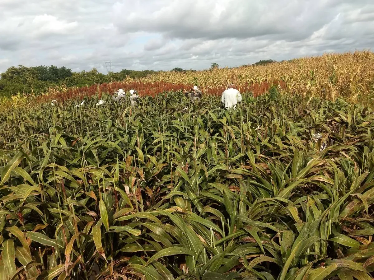 A produtividade média de granífero no sertão cearense gira em torno de 2500