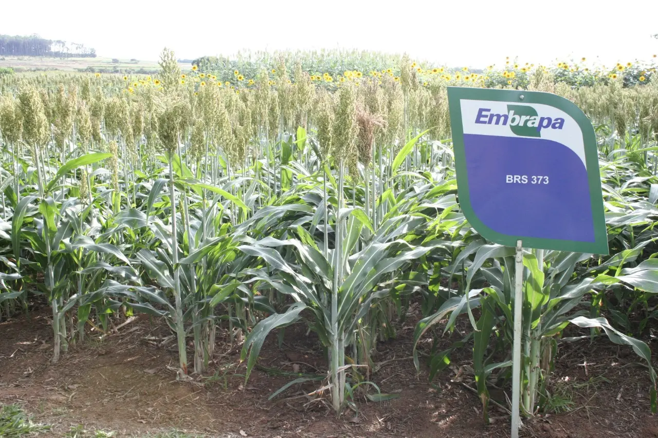 Em região que predomina a irregularidade de chuvas, o sorgo se apresenta como boa alternativa.