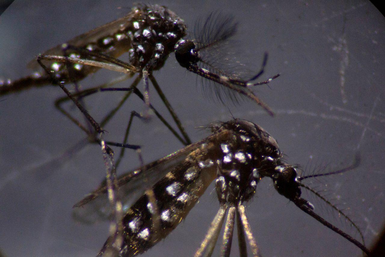 Dengue Aedes aegypti