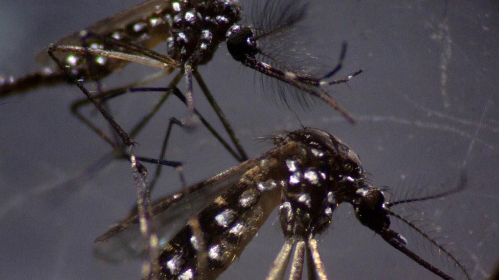 Dengue Aedes aegypti