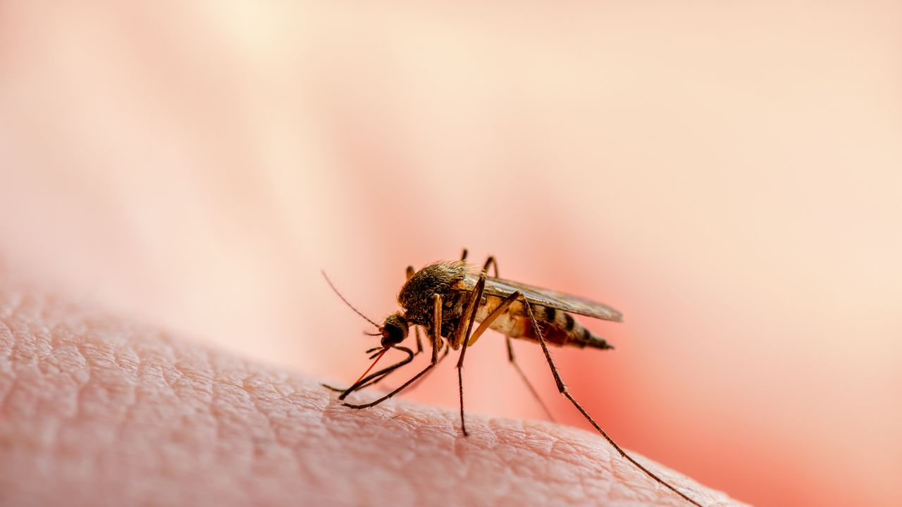 Foto de mosquito da Malária