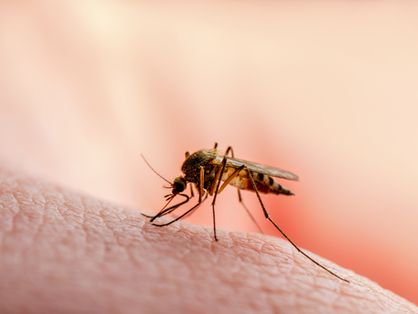 Foto de mosquito da Malária