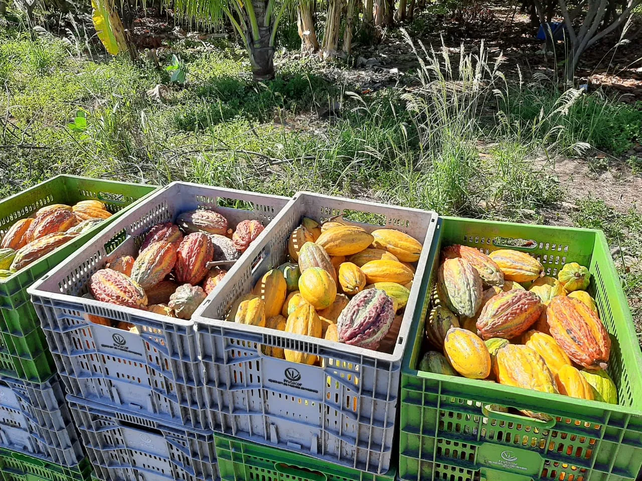 O experimento mostrou que o Ceará tem potencial para produzir 3,5 mil kg por hectare plantado